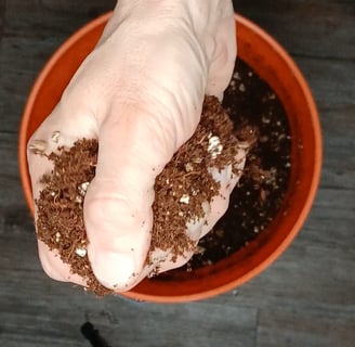 Too wet of mushroom substrate