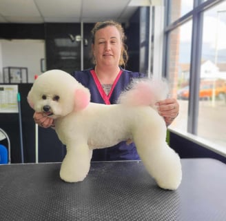 Suzy grooms her own dog Bilbo in an Asian Fusion Style