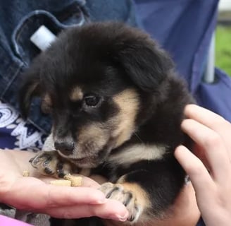 Rottweiler Puppy Adoption Tips