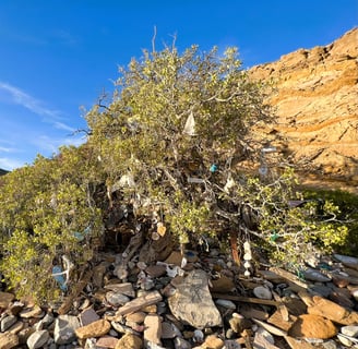 a tree with many items hanging from it