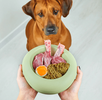 comida bioapropriada para caes