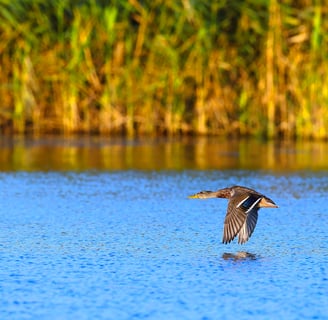 duck flying over the lake