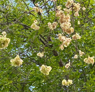 Elm in flower