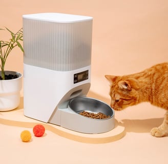 a cat is standing next to a cat