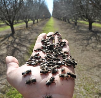 hand holding a bunch of blue orchard bees in an orchard