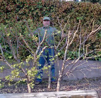 Tom Spellman showing off multiple trees in one planting