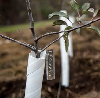 Aluminum plant tag hanging from a tree
