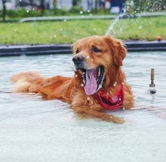 summer heat and adog getting cooled in the water 