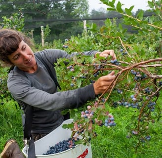 Career Expert Global_Blueberries Picking Jobs in Finland
