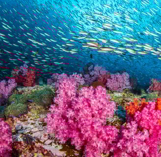 a school of fish swimming in the ocean