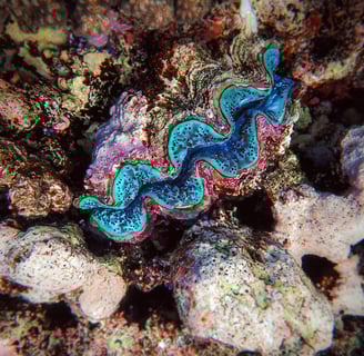 a clam on a coral reef