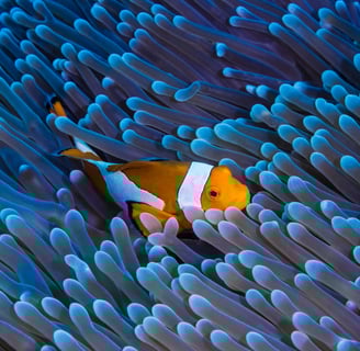 orange clown fish in blue anenome