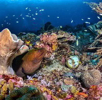 EEL COMING OUT OF THE CORAL