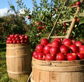 farm to table