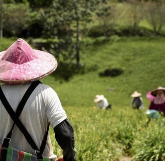 sustainable farming