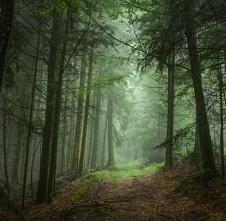 Vosges mountains forest path