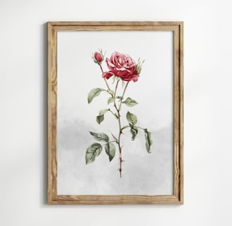 rose