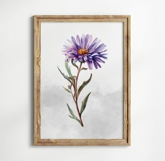 aster