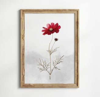 cosmos