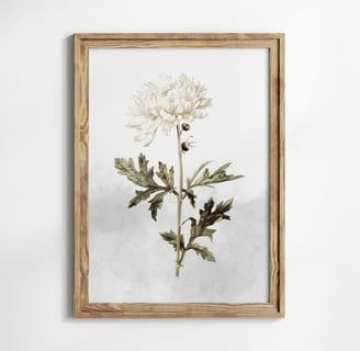 chrysantheme