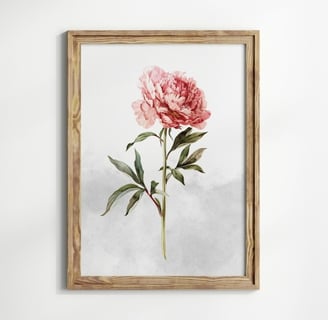 pivoine