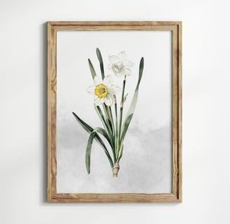 narcisse-paperwhite