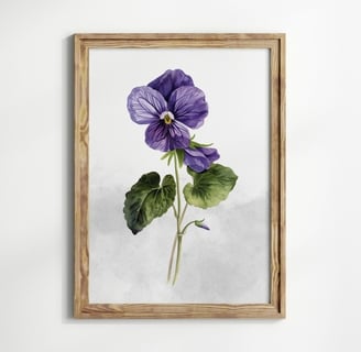 violette
