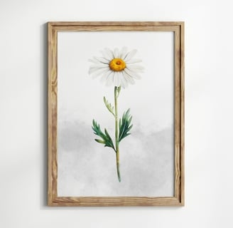 marguerite