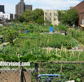 Growing Tomorrow: The Urban Farming Revolution of 2025