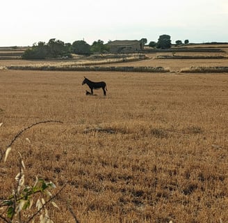 ragusa animali natura siccità cambiamenti climatici