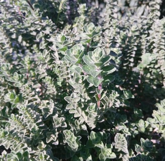 an Organic Greek oregano plant