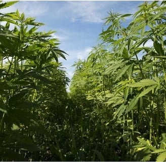 a field of hemp plants with a blue sky in the background