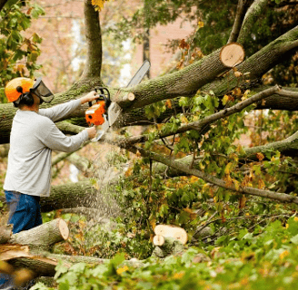 a man is cutting down a tree branch