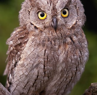 a small owl owl owl owl owl owl owl owl owl owl owl owl owl owl