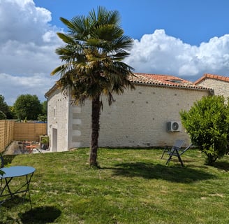 a palm tree in a backyard with a palm tree