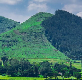 A valley with full of greenery and trees alongside the mountain