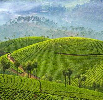 Mountain ranges with greenery and mist cover