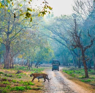 A Tiger crossing a road inside forest and a safari jeep in the background