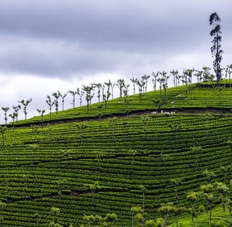 A mountain with green trees and tea plantation