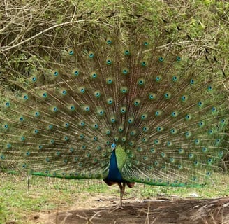 A peacock spread its wings, with trees background