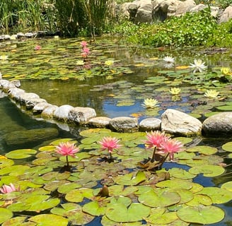 Stones and lily pads with flowers in a pond 
