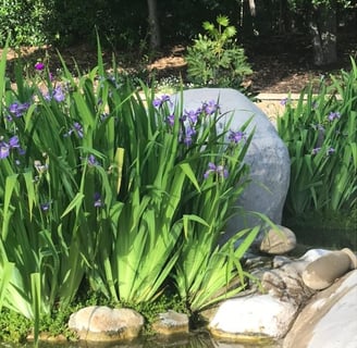 purple lilly garden flowers