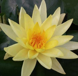 yellow lily flower