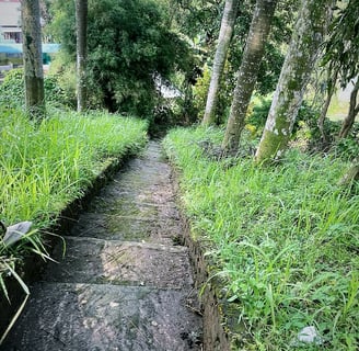 Ancient pathway surrounded by grass and old trees
