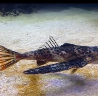 Waikiki Aquarium