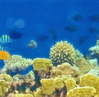 Snorkel des de la platja d'Egipte