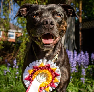 a happy black dog with a first place rosette around her neck is standing outside by bluebells