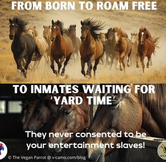An image that displays a herd of free horses versus barn horses with the intent that domesticating horses in unethical