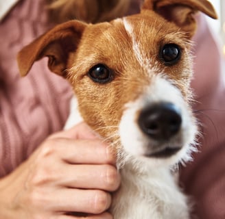 Pet Care