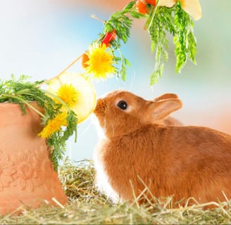 Un coniglio nano e un minilop accanto a una ciotola contenente fieno, verdure fresche e acqua